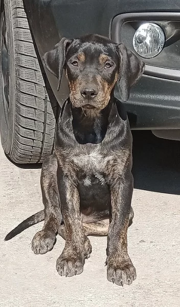 Catahoula