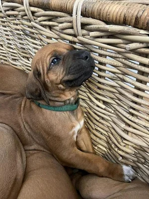 ŠTĚŇÁTKA RHODÉSKÝCH RIDGEBACKŮ