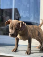 Prodám štěňata American Bully pocket