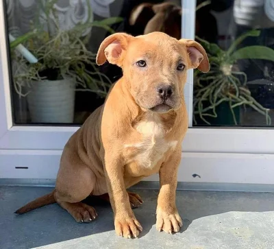 Prodám štěňata American Bully pocket