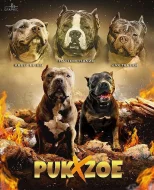 Prodám štěňata American Bully pocket