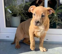 Prodám štěňata American Bully pocket