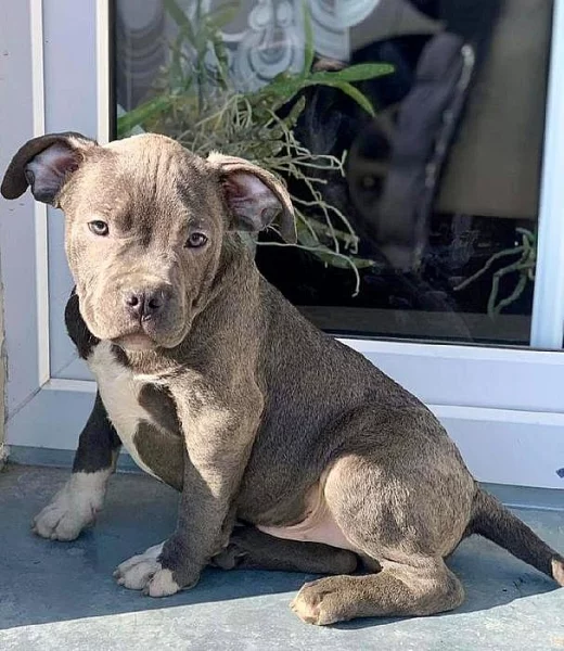 Prodám štěňata American Bully pocket