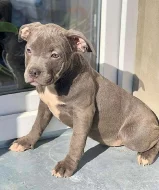 Prodám štěňata American Bully pocket