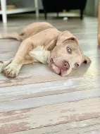 Prodám štěňata American Bully XL
