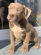 Prodám štěňata American Bully XL