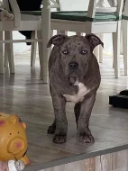 Prodám štěňata American Bully XL