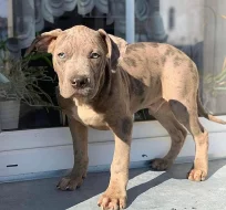 Prodám štěňata American Bully XL