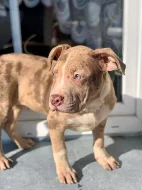 Prodám štěňata American Bully XL