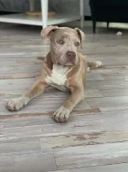 Prodám štěňata American Bully XL