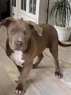 Prodám štěňata American Bully XL