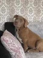 Prodám štěňata American Bully XL