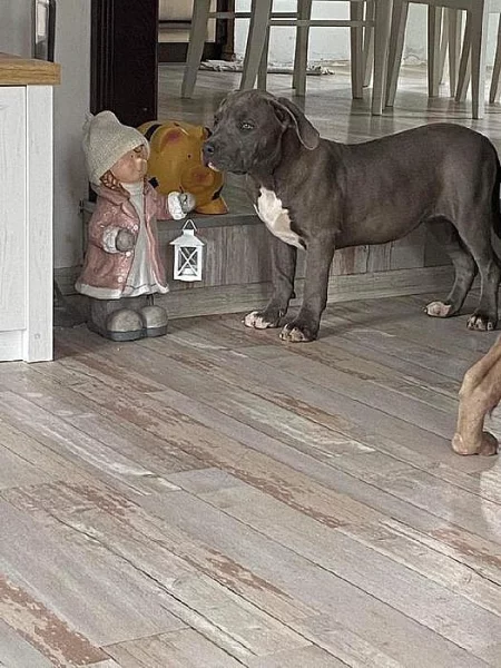 Prodám štěňata American Bully XL
