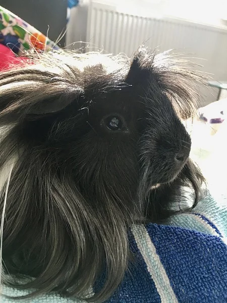 Daruji do dobrých rukou