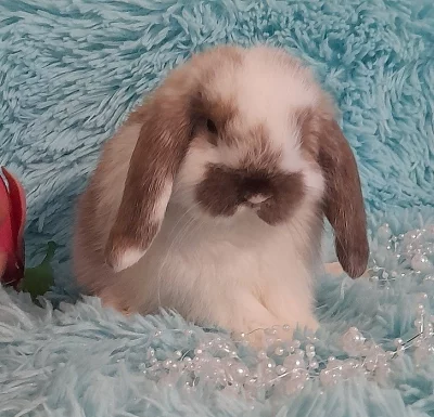 Zakrslí MINI beránci 100% Minilop s VP- rodiče 1,3 kg MAX
