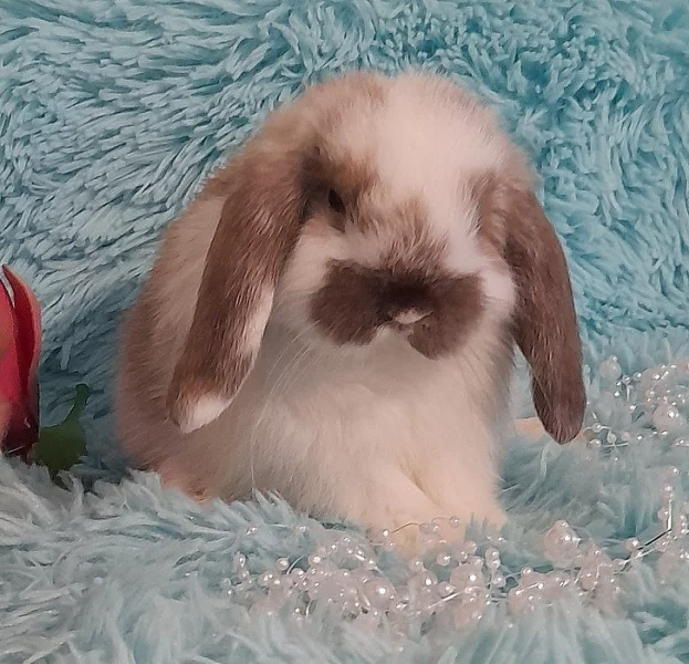 Zakrslí MINI beránci 100% Minilop s VP- rodiče 1,3 kg MAX