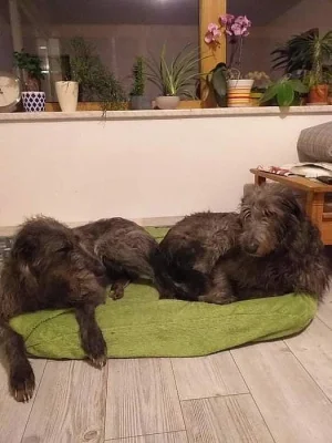 Deerhound /Skotský jelení pes/