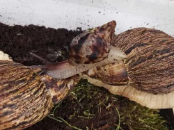 Prodám achatiny oblovky síťkované
