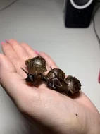 Prodám achatiny oblovky síťkované