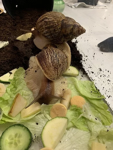 Prodám achatiny oblovky síťkované