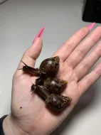 Prodám achatiny oblovky síťkované