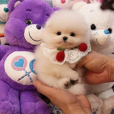 Pomeranian