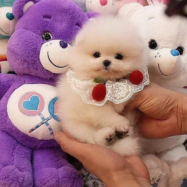 Pomeranian