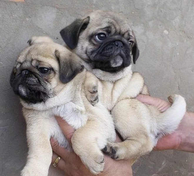 Mops štěňata nyní připraven