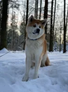 Akita inu ke krytí s PP