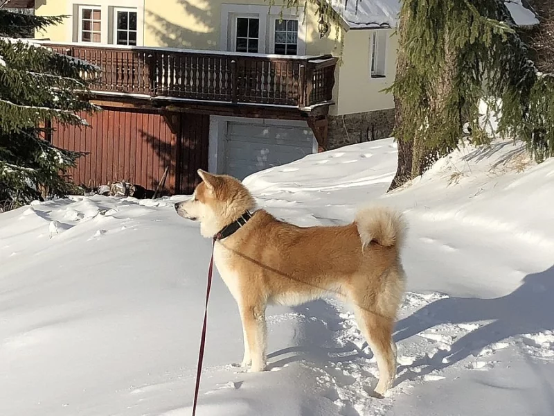 Akita inu ke krytí s PP