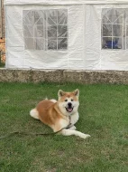 Akita inu ke krytí s PP