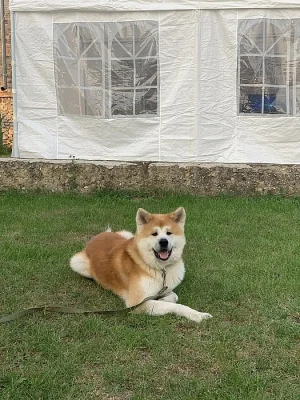 Akita inu ke krytí s PP