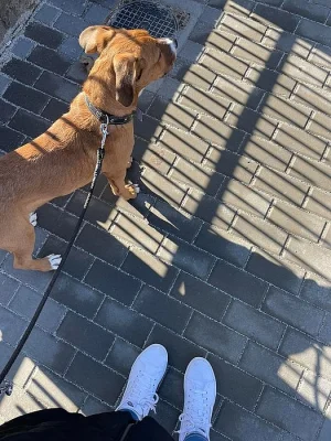 Nový domov pro Og
