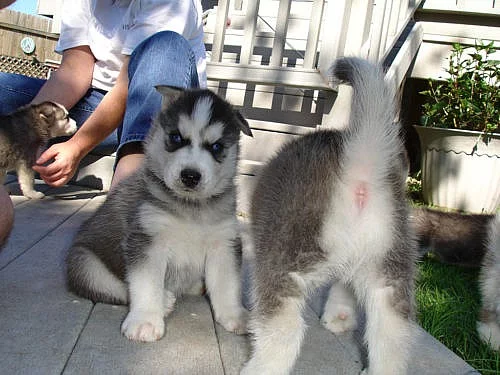 Modrooká štěňata sibiřského huskyho k adopci