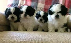 Dvě štěňata shih tzu k adopci zdarma