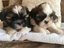 Dvě štěňata shih tzu k adopci zdarma