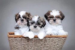 Dvě štěňata shih tzu k adopci zdarma