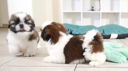 Dvě štěňata shih tzu k adopci zdarma