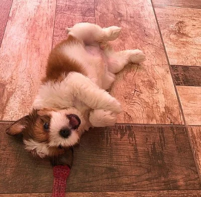 Dvě štěňata shih tzu k adopci zdarma