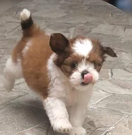 Dvě štěňata shih tzu k adopci zdarma