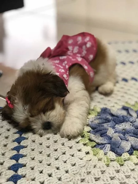 Dvě štěňata shih tzu k adopci zdarma