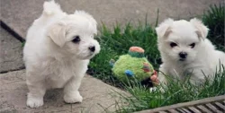 Registrovaná maltézská štěňata k adopci