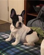 Štěňata francouzského buldočka k adopci