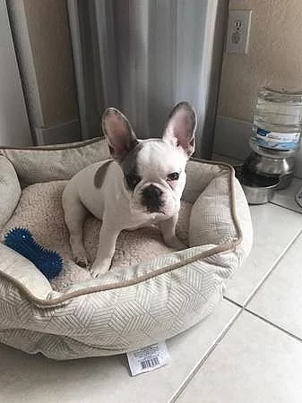 Štěňata francouzského buldočka k adopci