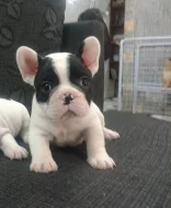 Štěňata francouzského buldočka k adopci