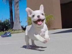 Štěňata francouzského buldočka k adopci