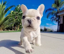 Štěňata francouzského buldočka k adopci