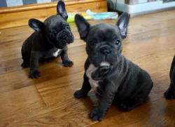 Štěňata francouzského buldočka k adopci