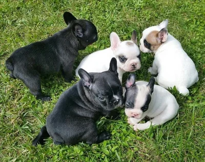 Štěňata francouzského buldočka k adopci