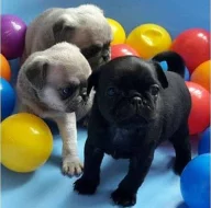 Štěňata mopsů k adopci